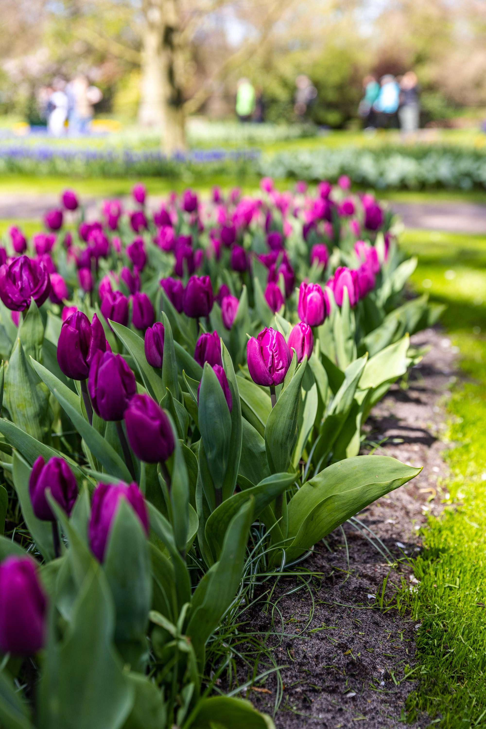 Tulpe 'Purple Prince'